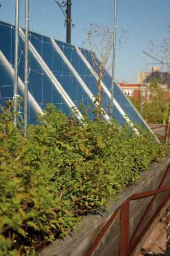 Chicago Restaurant Uncommon Ground Joins the Locally Grown Movement